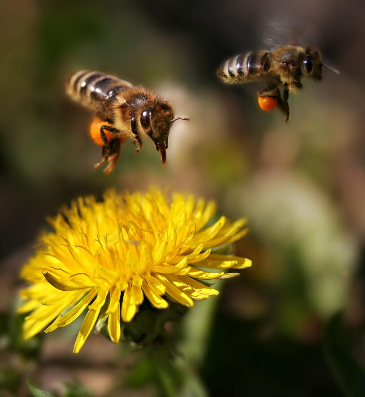 Bestuiving honingbijen
