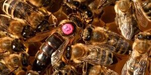 bijenhouders-queen-bee
