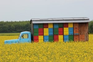 Bijen internationaal vervoeren