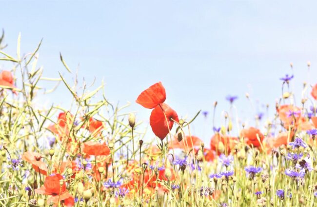 poppies-g871cafa56_1920-scaled-washed