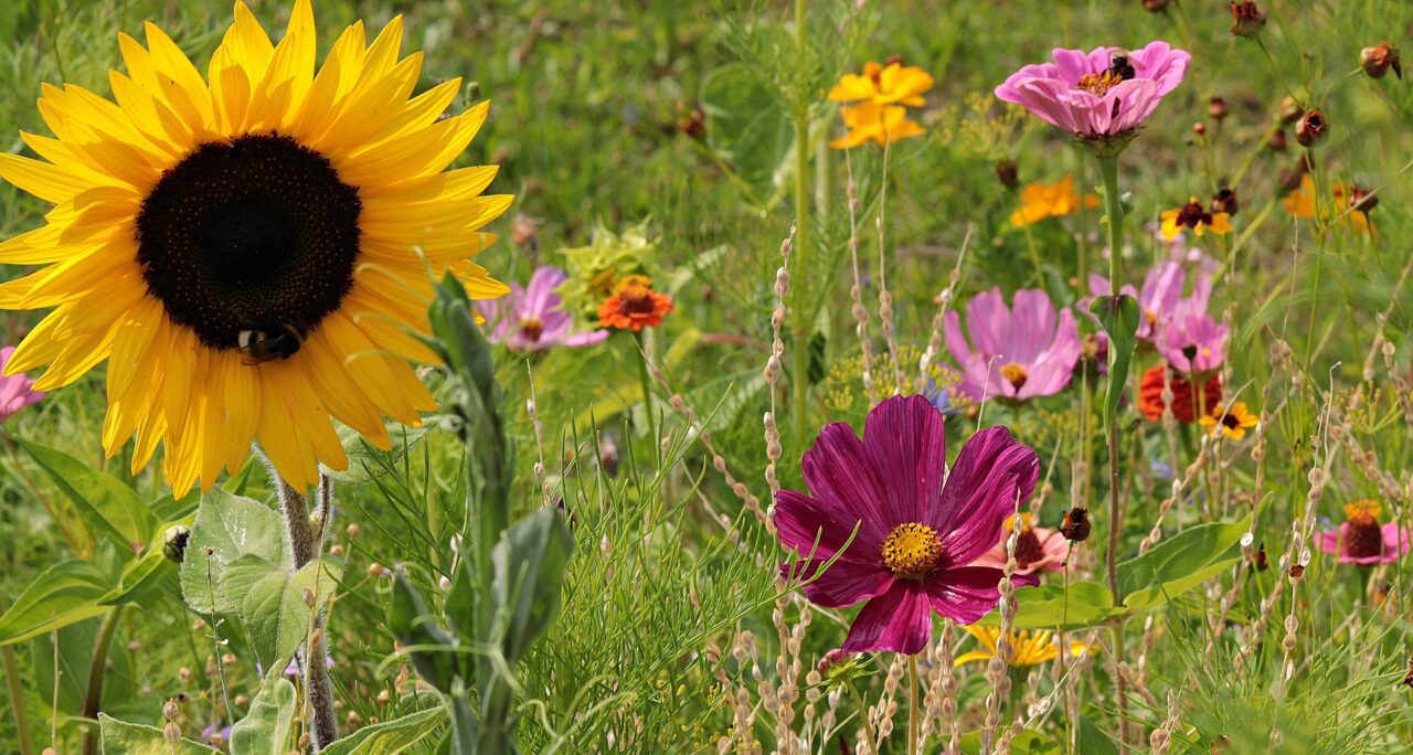 Soms zie je pareltjes in het landschap, die als voorbeeld zijn voor de biodiversiteit. Ieder insect kent zijn eigen plekje in de natuur. Wilde bijen en honingbijen gaan blijkbaar ook goed samen als buren.