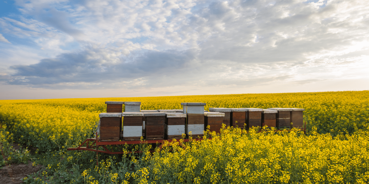 Reizen met bijen, eitjes of sperma binnen EU vereist aandacht.