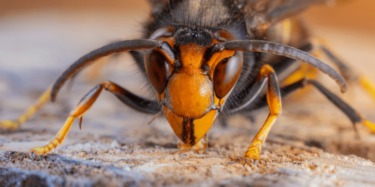 De wespen zijn in hun nadagen dringend op zoek naar voedsel. Sterke volken hebben niets te vrezen