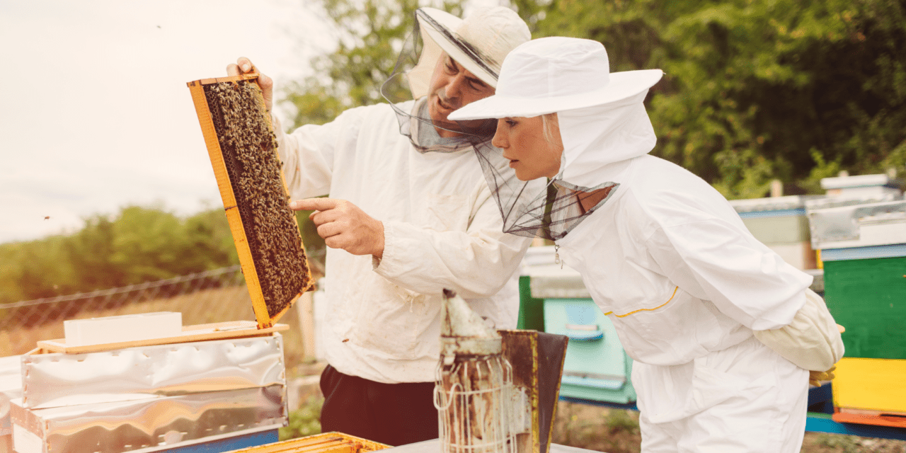 Oproep om deel te nemen aan een project richting selectie van natuurlijke weerstand tegen de varroamijt (geïnitieerd door bijen@wur)