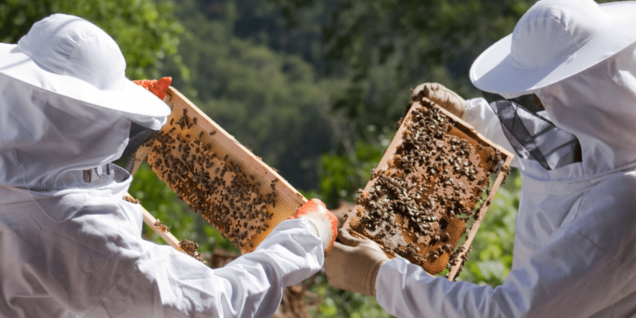 Leer de verschillen tussen bijenvolken herkennen en hoe hiermee om te gaan.