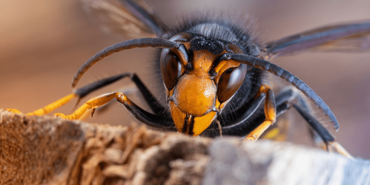 Door de grote interesse voor het webinar over de Aziatische hoornaar in oktober hebben we een 2e gratis webinar gepland.