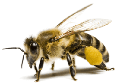 Bescherming bijen en andere bestuivers