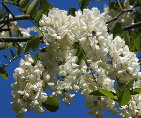 Acaciadracht