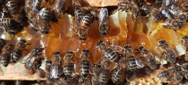Het inwinteren begint medio augustus, het bijvoeren gebeurt wanneer we de zomerhoning oogsten. Laat de broednesten niet achter zonder honing. Het is onmisbaar voor de jonge bijen.