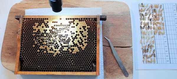 Broedonderzoek in augustus geeft inzicht in Varroa Sensitieve Hygiëne van bijenvolken. Het kost slechts 20 minuten per volk.