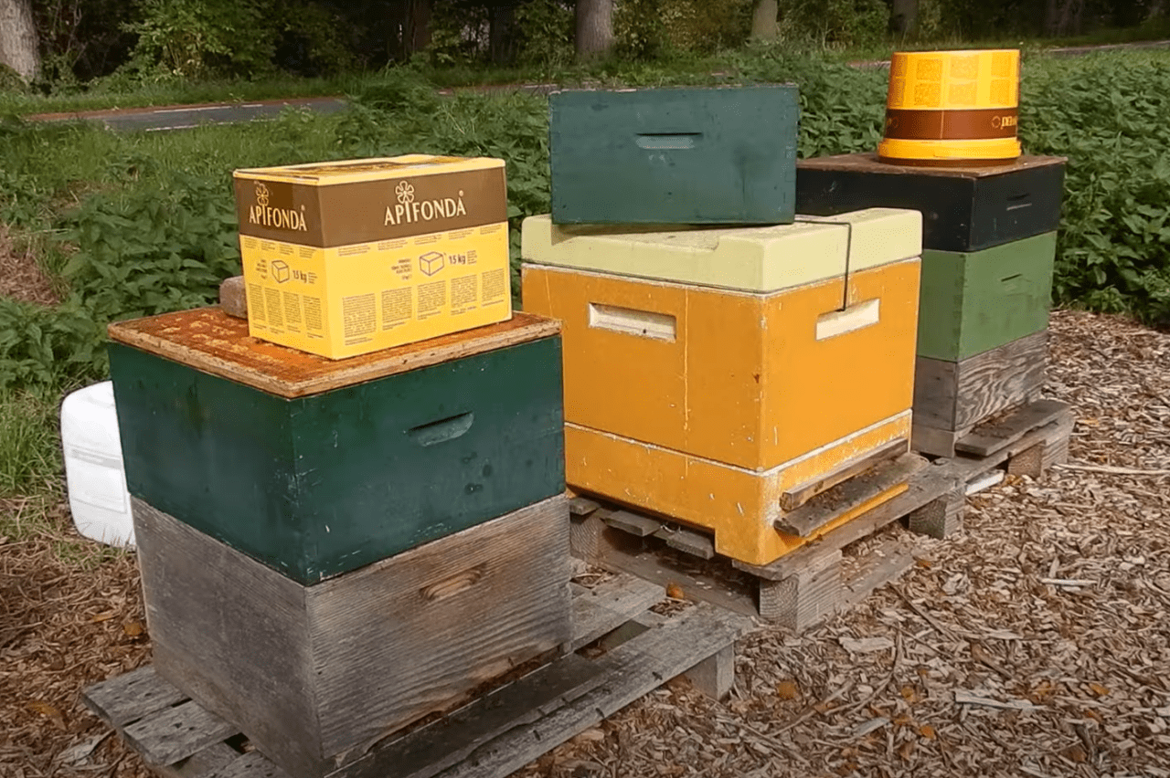Indien imkers een deel van de honingopbrengst oogsten, dan zullen de bijen bijgevoerd moeten worden. In dit blogbericht meer over de wijze en dosering van bijvoeren.