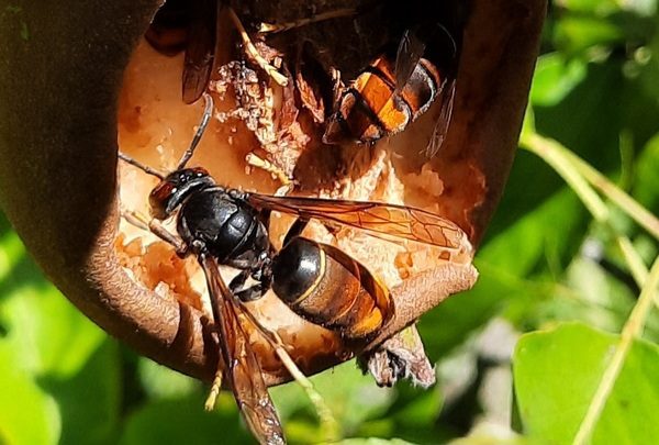 In Frankrijk hebben ze al 20 jaar ervaring met de Aziatische Hoornaar. Om de hinder voor de honingbij enigszins te beperken worden er soms ingangsvliegkooien gebruikt. In dit blogbericht enige foto's en een video van collega-imker Jan.