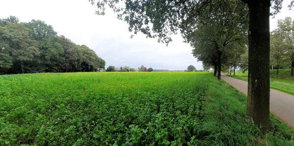 De geel bloeiende mosterdzaadvelden hebben een grote aantrekkingskracht op onze bijen. Met mooi nazomerweer worden de bloemen sterk bevlogen. Echter vliegbijen zijn in de laatste fase van hun bijenleven. Vliegbijen worden zeker geen langlevende winterbijen.