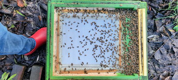 In december worden we ons dankzij het oxalen bewust van de krimp van bijenvolken. Een krimp tot 30% is nog net acceptabel
