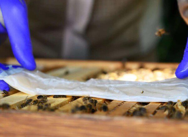 Mierenzuur is een veel gebruikt en zeer effectief bestrijdingsmiddel tegen de varroamijt. Toch heeft dit middel ook nadelen. Nederlands onderzoek onderbouwt een en ander.