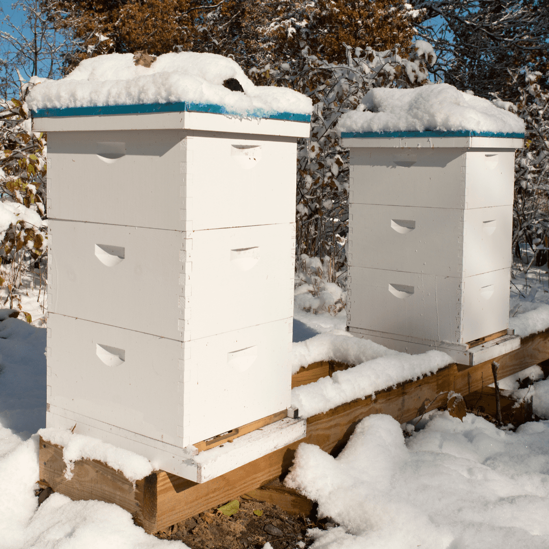 Peiling wijst uit: al vroeg in de winter een hoog sterftepercentage van bijenvolken