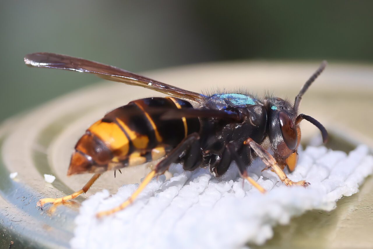 Lees hier de laatste ontwikkelingen op het gebied van Aziatische hoornaar in Nederland.
