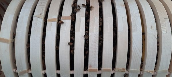 Een boomstamkast is een horizontale ronde kast volgens een eeuwenoud concept. Hoe kun je een dergelijke bijenkast voorzien van een bijenvolk?