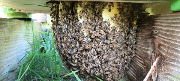 Om het scala van zwermverhinderingsmethoden, die op het Bijenblog beschreven zijn compleet te maken, volgt hier een blogbericht over de Tussenaflegger