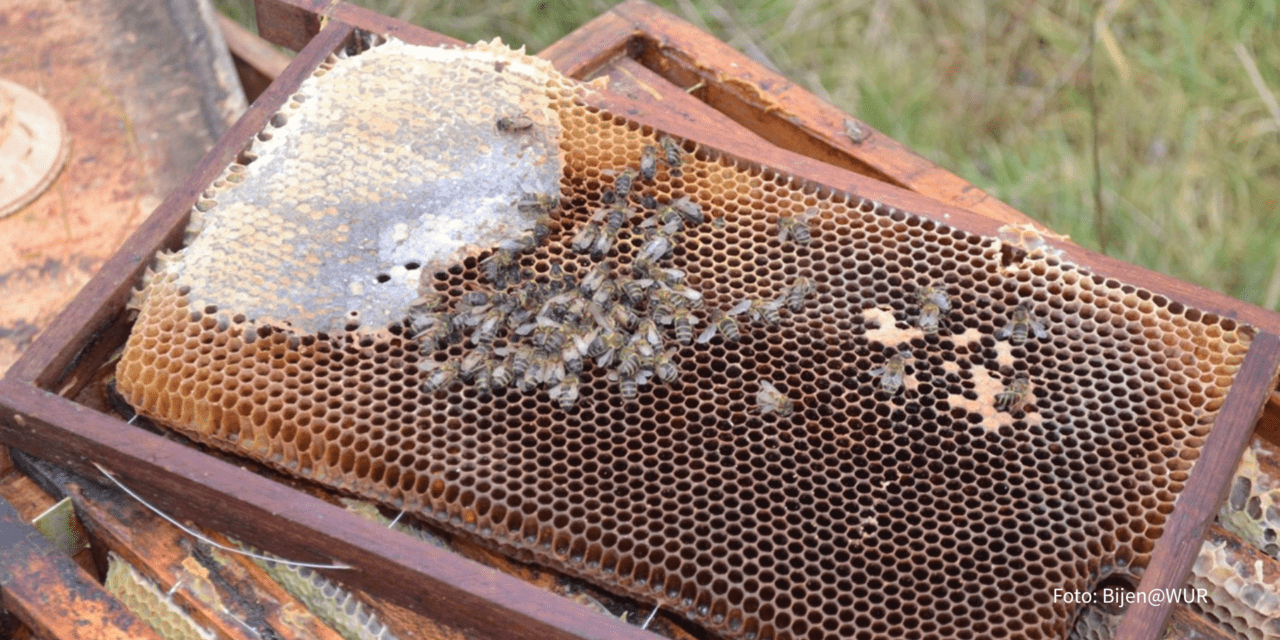 Foto Bijen@WUR