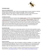 Informatie wespen 