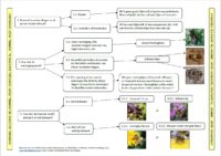 Informatie bijenzwerm 