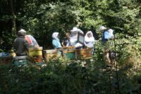Basiscursus bijenteelt 2015