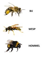 Verschil-bij-wesp-en-hommel 