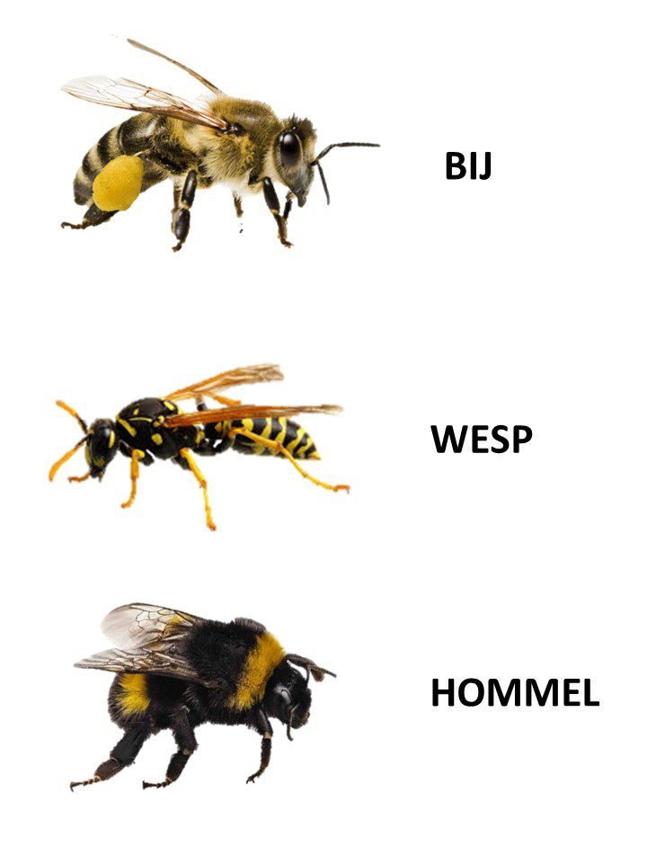 Verschil-bij-wesp-en-hommel