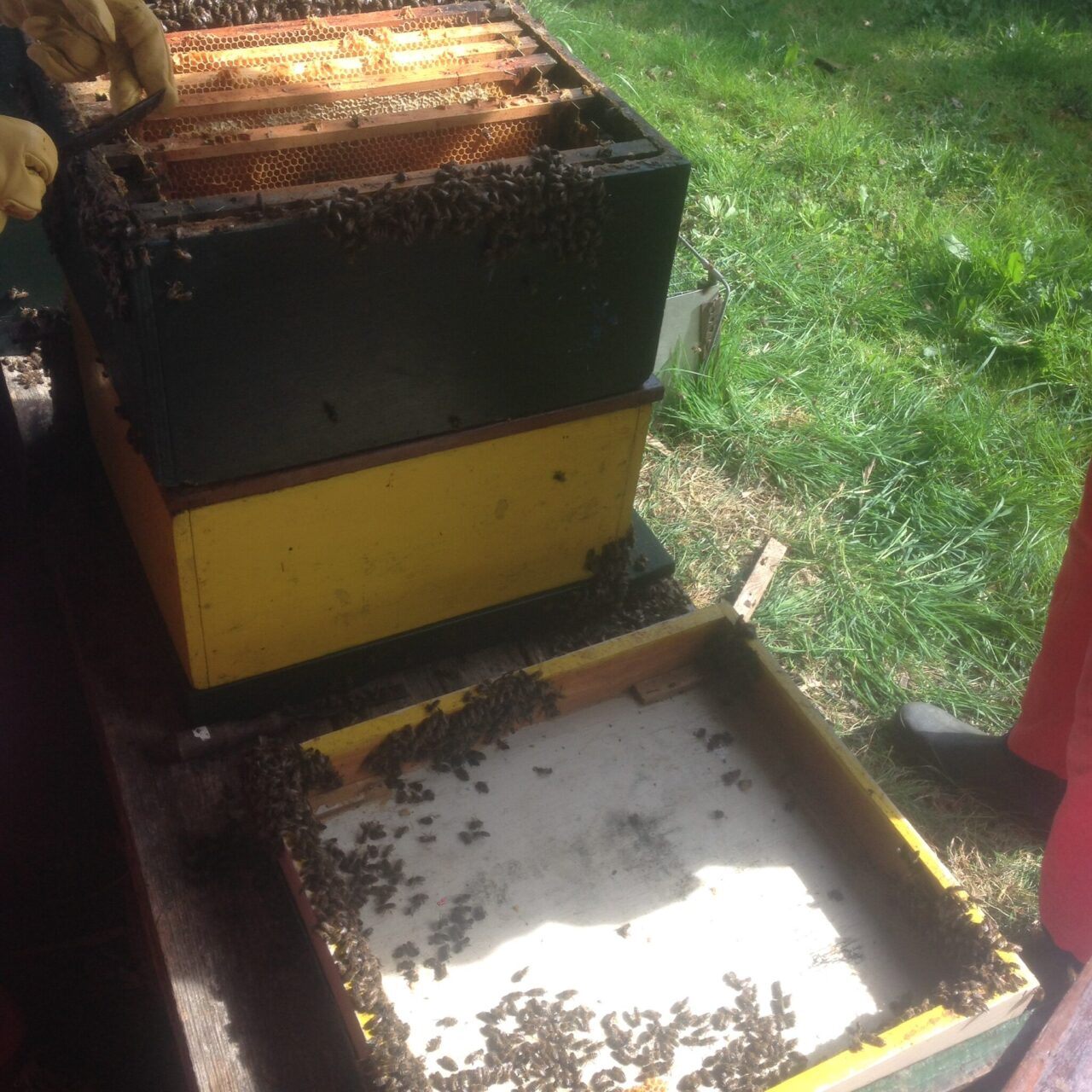 Uit de praktijk blijkt dat bijenvolken ook zonder varroabestrijding kunnen overleven. Het vraagt wel een andere benadering van het bijenhouden. In dit blogbericht een blik op een volk dat al zeven jaar niet meer behandeld werd.
