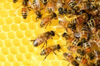 honey-bees-326337_1920-scaled 