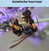 Aziatische hoornaar 