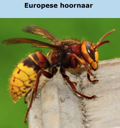 Europese hoornaar