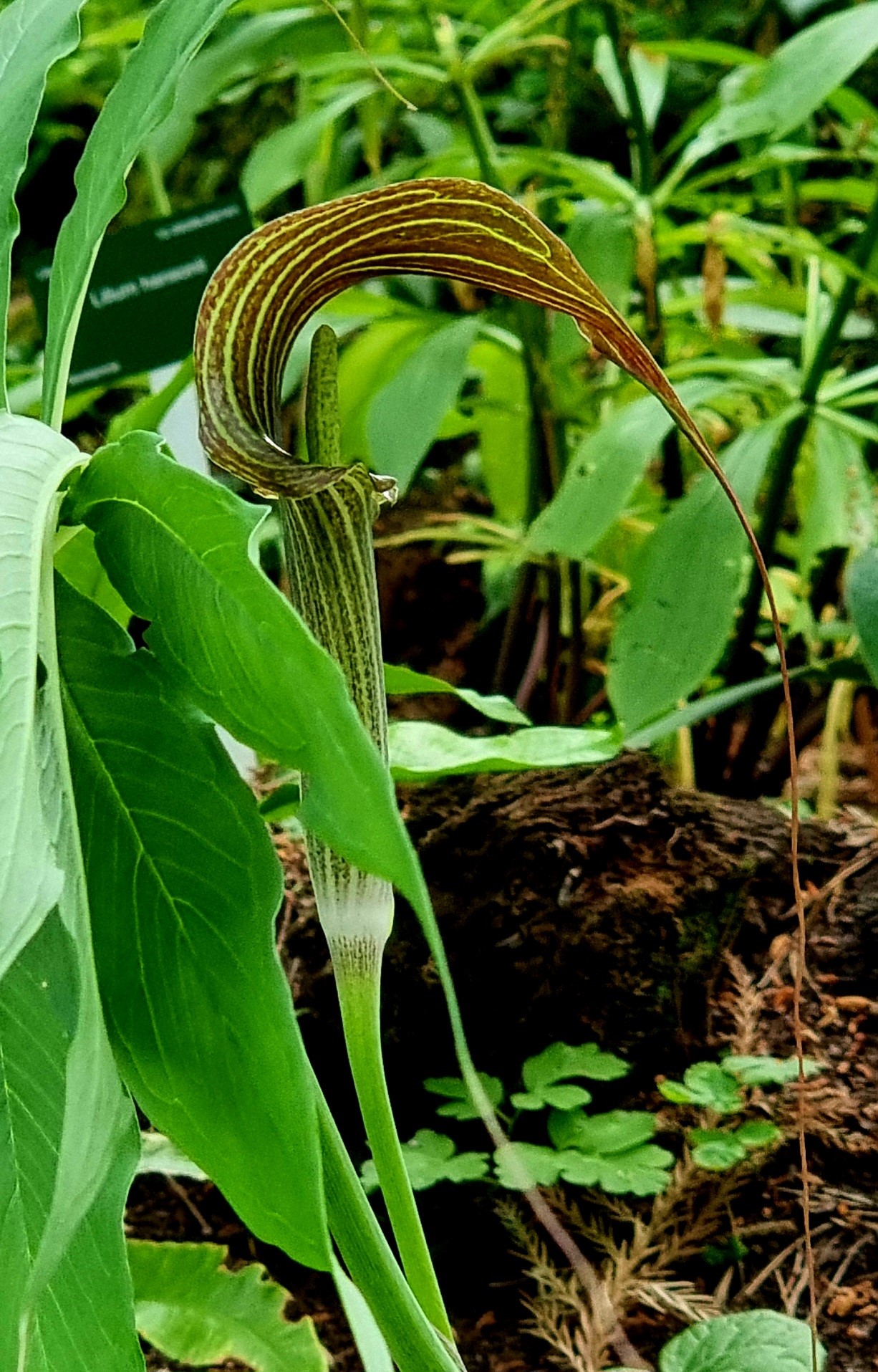 Jan op de spreekstoel (Arisaema Costatum)