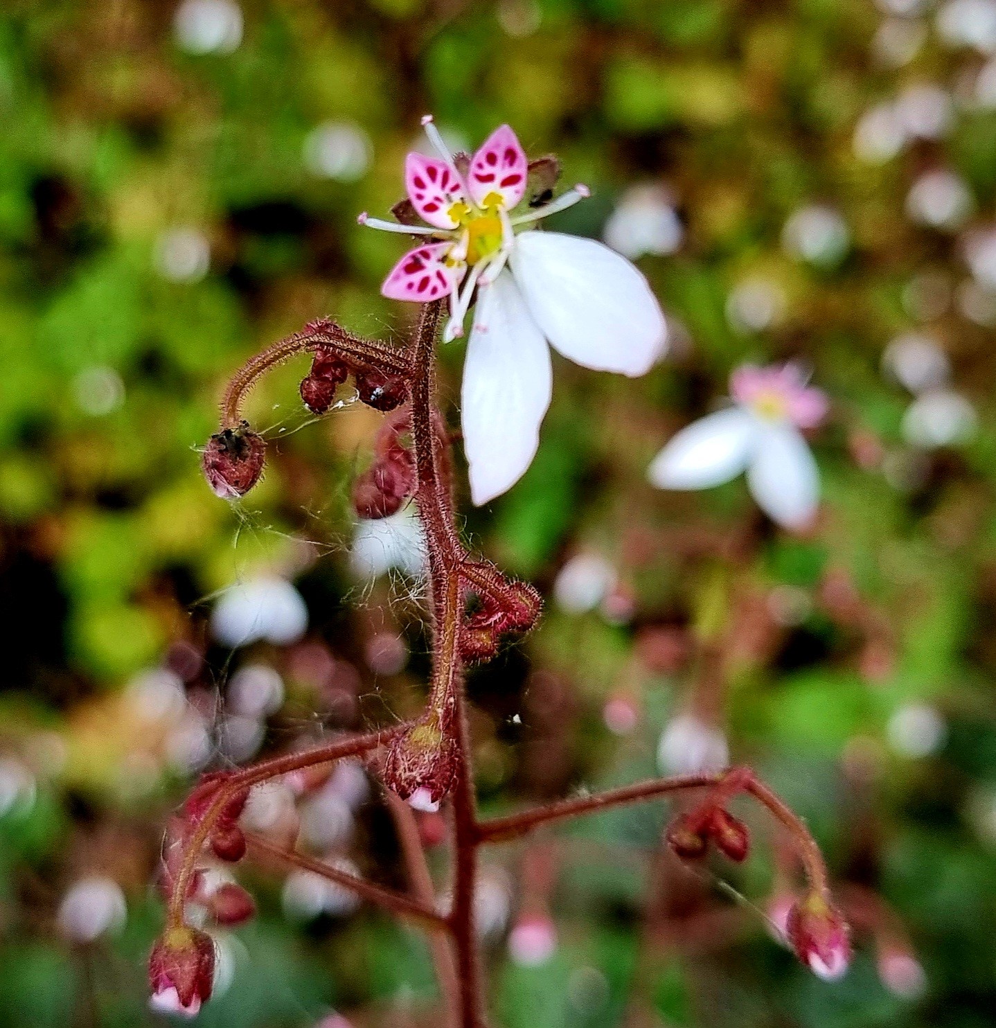 Moederplantje (Saxifraga stolonifera)