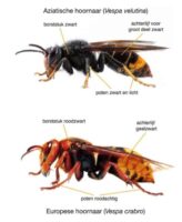 Aziatische Hoornaar