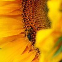 Foto’s: Bijen op zonnebloemen in Frankrijk