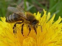 honingbijbloem-gratis 