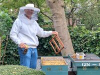 Koninginne teelt 2025 (3) 