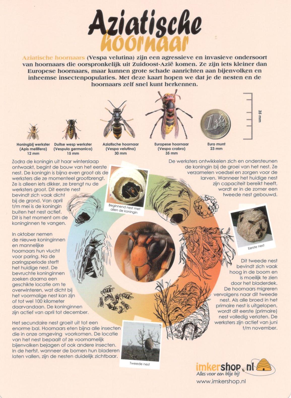 Cyclus Aziatische Hoornaar