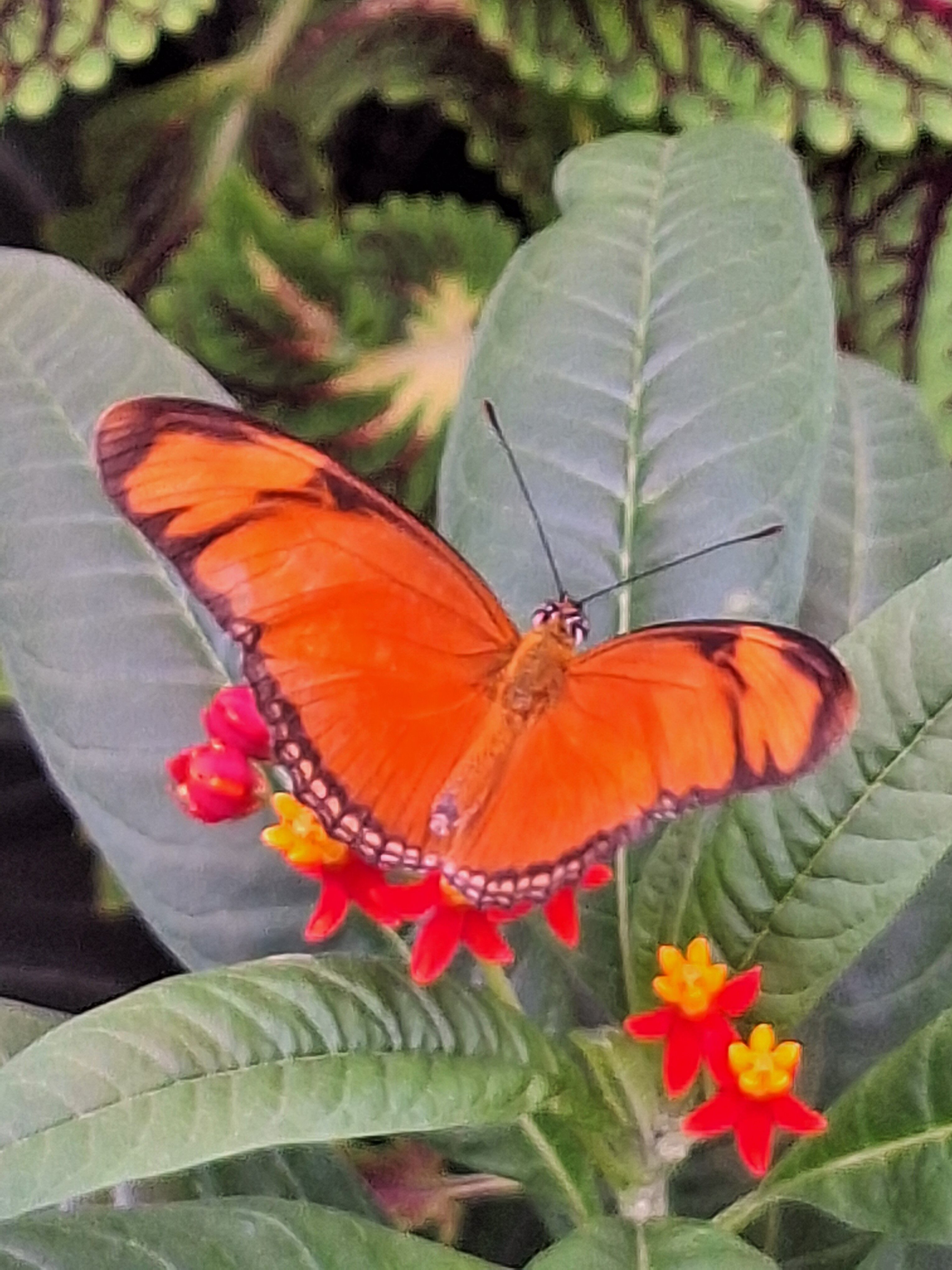 Vlinder 3