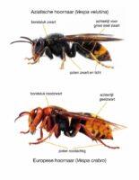 Bijenzwerm en Aziatische hoornaar melden