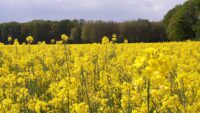 Bezoek koolzaad en heide