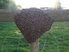 Bijenpark Amstelland