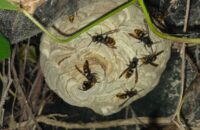 Primair nest 