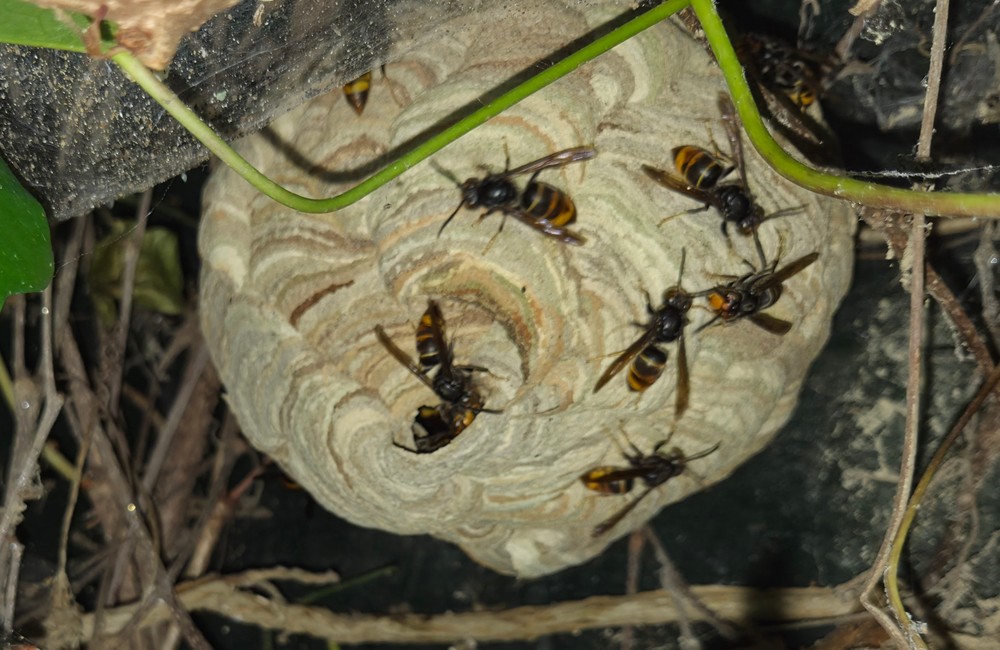 Primair nest