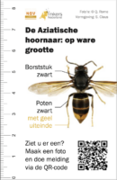 Aziatische Hoornaar