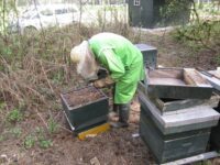 Wim van Bergen aan het werk in de bijen