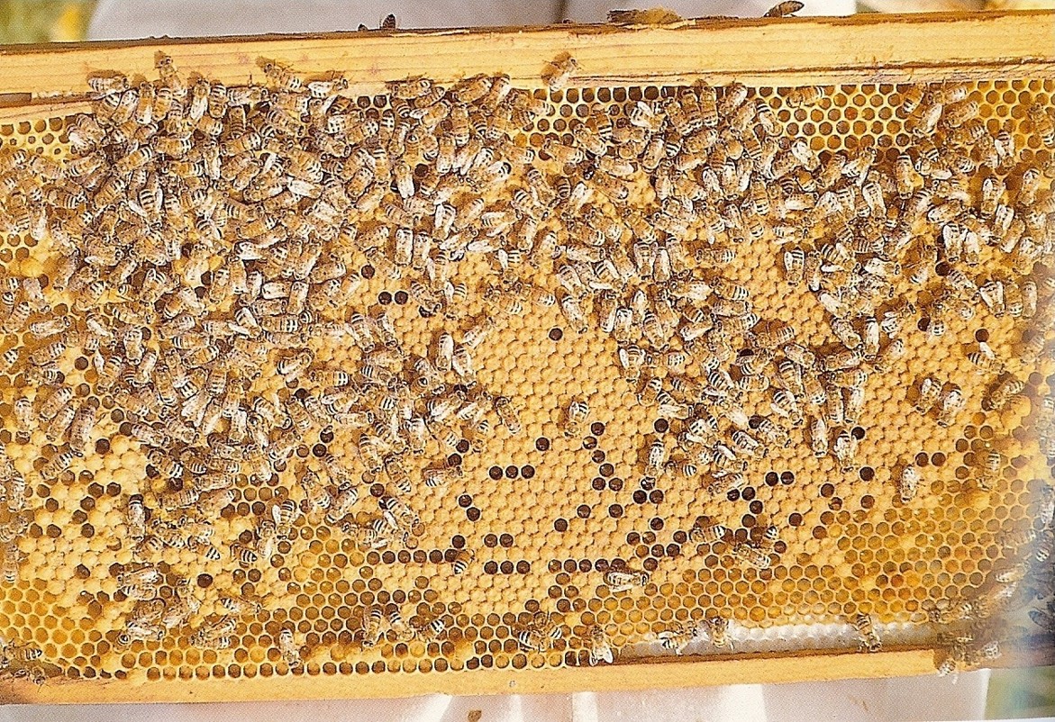 3bijenraam