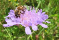 scabiosa 